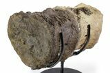 Pair of Hadrosaur (Brachylophosaurus?) Vertebrae - Montana #353483-3